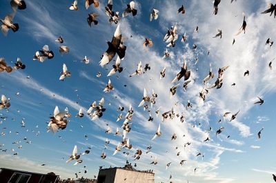 Pigeon Flying