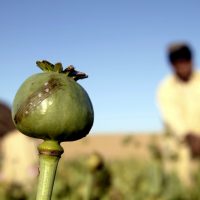 Poppies Produce