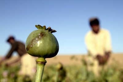 Poppies Produce