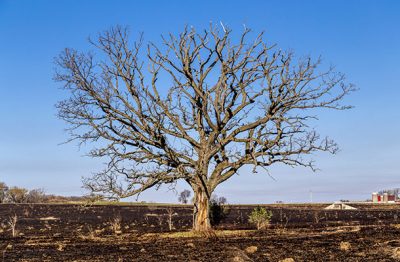 Shortage Trees