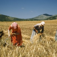 Wheat Harvest