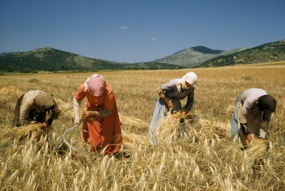 Wheat Harvest