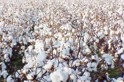 Cotton