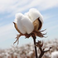 Cotton