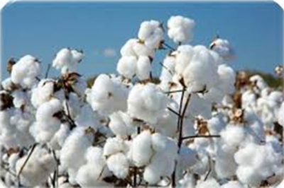 Cotton