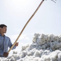 Cotton production