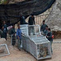 Lion in Cage