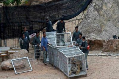 Lion in Cage