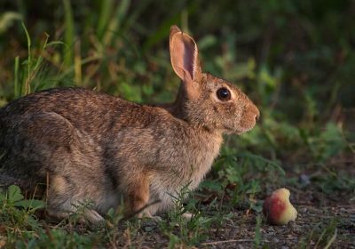 Rabbit