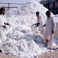 Cotton