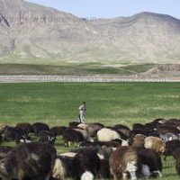 Livestock in Afghanistan