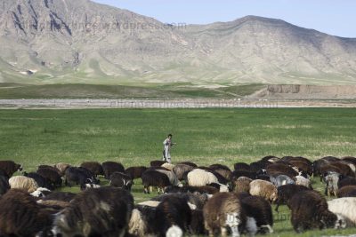 Livestock in Afghanistan