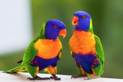 Parrots