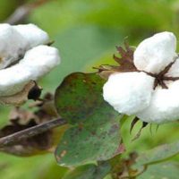 Pure Cotton