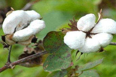 Pure Cotton