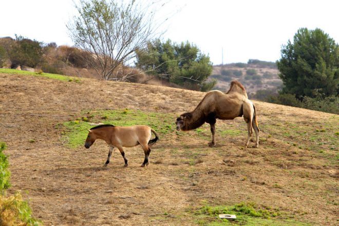 سفاری پارک کے اونٹ اور گھوڑے فروخت