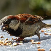 Sparrow