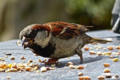 Sparrow