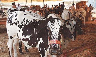 Cattle Market