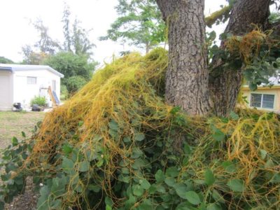 Cuscuta