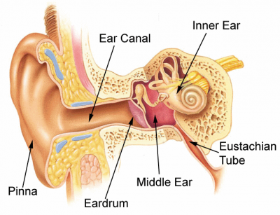 Human Ear