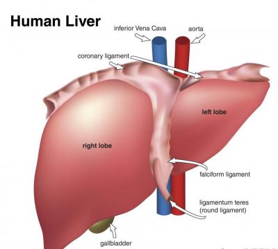 Liver