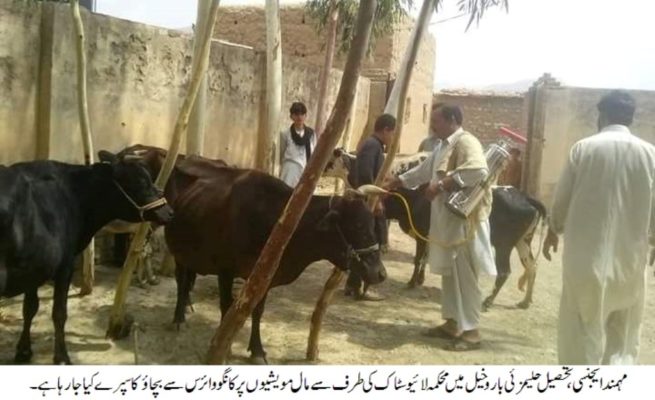 Mohmand Agency News