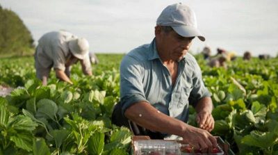 Tobacco Agricultural