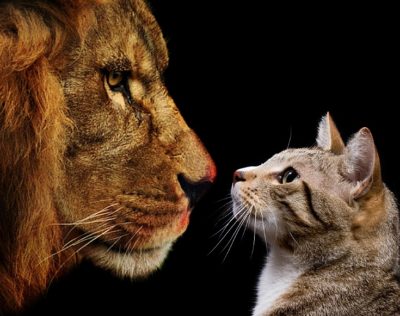 Cat and Lion