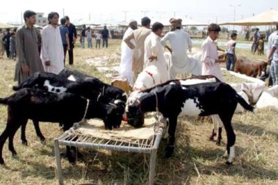 Cattle Market