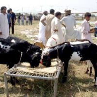 Cattle Market