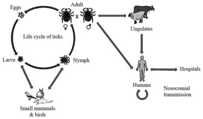 Congo Virus Symptoms