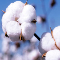 Cotton