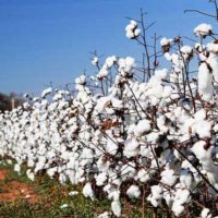 Cotton