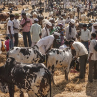 Cow Market