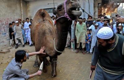 Eid Sacrifice