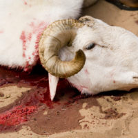 Eid ul Adha-Qurbani