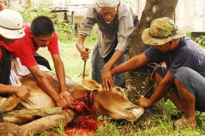 Eid ul Adha Qurbani