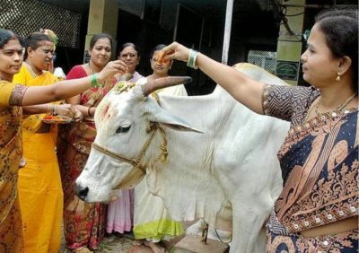 Indian Cow