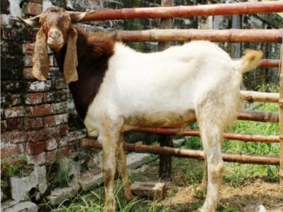 Bakra