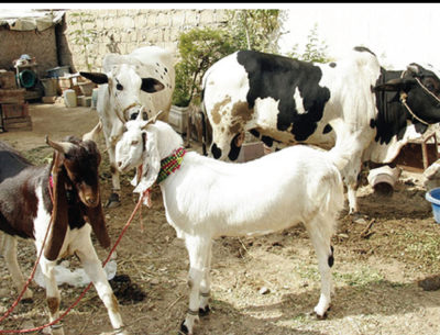 Qurbani Janwar