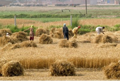 Agriculture in Pakistan