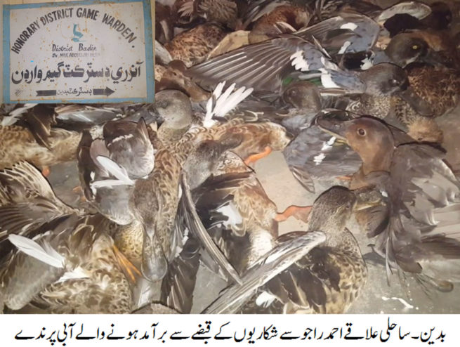 Badin Aquatic Birds