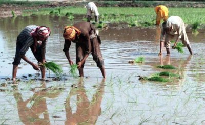 Farmers