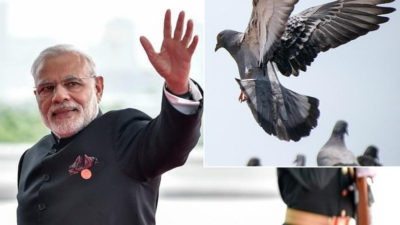 Modi Modi and Pigeon