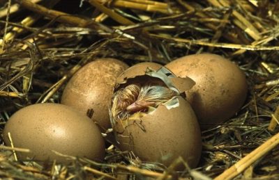 Child Breaking Egg Out