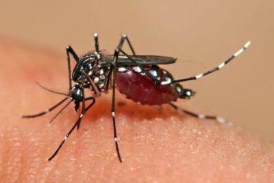 Dengue