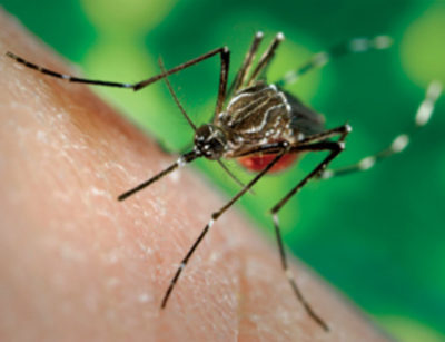 Chikungunya Virus