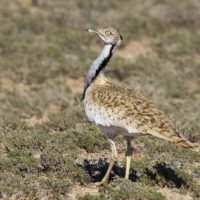 Houbara Bustard