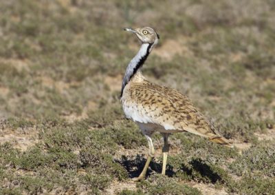 Houbara Bustard